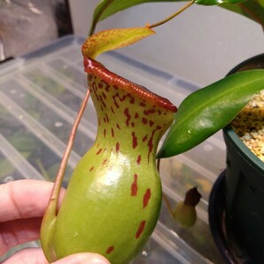 【1株限定】Nepenthes ventricosa Bongabon の画像4