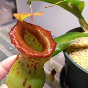 【1株限定】Nepenthes ventricosa Bongabon の画像3