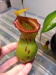 【1株限定】Nepenthes ventricosa Bongabon　