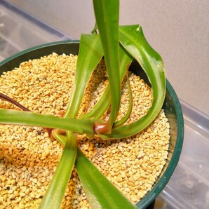【1株限定】Nepenthes ventricosa Bongabon の画像7