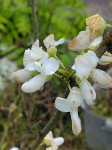 白花ハナズオウの苗木 2本セット 珍しい白花ハナズオウ