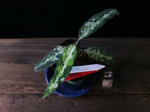 ③【LA便】アグラオネマピクタム Aglaonema pictum 【LA0121-01z-b】_画像4