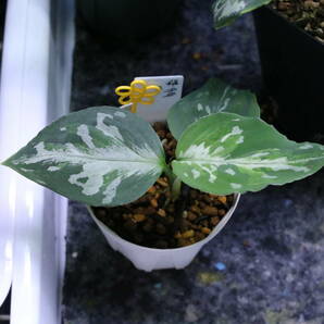 アグラオネマ ピクタム トリカラー“暈染” Aglaonema Pictum Tricolorの画像7