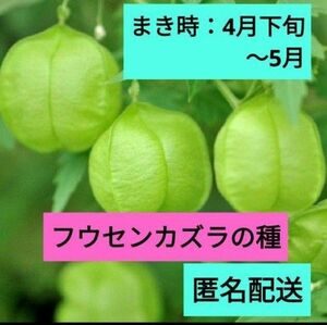 フウセンカズラの種