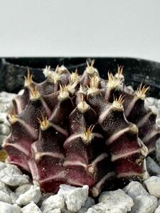 Gymnocalycium friedrichii pink variegated ギムノカリキウム フリードリッヒィ 斑入り 実生 選抜輸入株　レア 抜き苗は送料込 サボテン