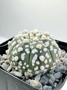 Astrophytum asterias アストロフィツム スーパー兜 実生株 抜き苗は送料込 サボテン ランポー 美種 美株