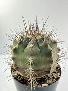 Gymnocalycium damsii ssp evae v. boosii ギムノカリキウム ダムシー 輸入 美花 ボリビア原産 抜き苗は送料込 サボテン