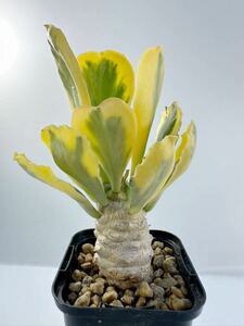 ユーフォルビア ポイゾニー錦 Euphorbia poissonii f.variegata 輸入株 実生 抜き苗は送料込 多肉植物 ユーフォ 塊根植物 斑入り