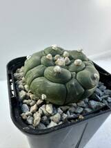 astrophytum asterias cv. kikko nudum 特選亀甲瑠璃兜 実生選抜株 希少 抜き苗は送料込 サボテン 大疣_画像5