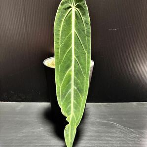 Anthurium Warocqueanum アンスリウム ワロクアナム (ナローダークフォーム) アロカシア フィロデンドロン レガレ ベイチー モンステラ の画像6