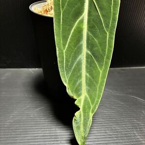 Anthurium Warocqueanum アンスリウム ワロクアナム (ナローダークフォーム) アロカシア フィロデンドロン レガレ ベイチー モンステラ の画像5