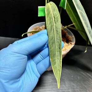 Anthurium Warocqueanum アンスリウム ワロクアナム (ナローダークフォーム) フィロデンドロン レガレ モンステラ スキンダプサス ベイチーの画像5