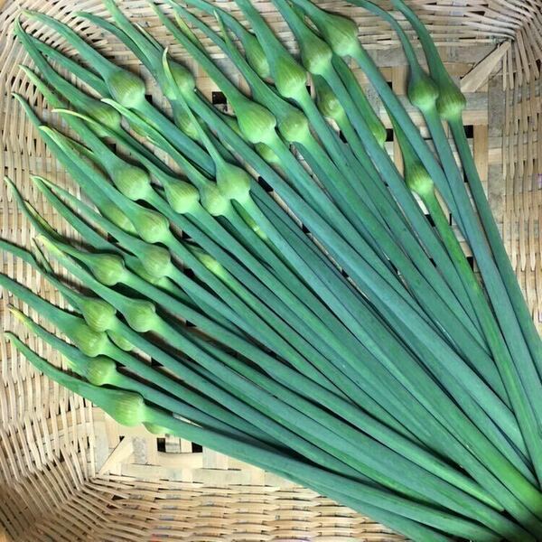 ジャンボにんにくの芽　花蕾込み1.3kg(茎1.2kg以上)農薬不使用　ジャンボニンニクの芽