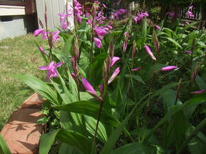  fields and mountains grass si Ran purple orchid purple flower . orchid bulb attaching 10 stock 1 set 