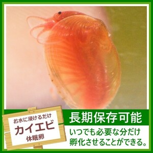 カイエビの卵 アクアリウム ビオトープ 貝エビ 貝海老 休眠卵 耐久卵 乾燥卵 生餌 生き餌 生エサ 生きエサ 活餌 活き餌 活エサ 活きエサ