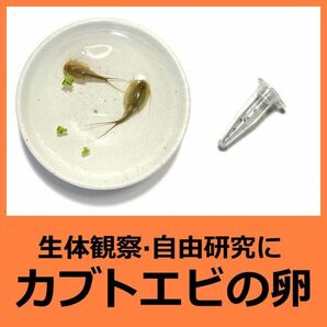 淡水 カブトエビの卵 [お試し少量 1カプセル] 生体観察 自由研究 飼育 観察 休眠卵 耐久卵 乾燥卵 子供 学校教材 トリオプス 即決の画像1