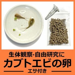 淡水 カブトエビの卵 [お試し少量 10カプセル 餌付き] 生体観察 自由研究 飼育 観察 休眠卵 耐久卵 乾燥卵 子供 学校教材 トリオプス 即決