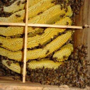 日本蜜蜂の入居中の巣箱の画像1