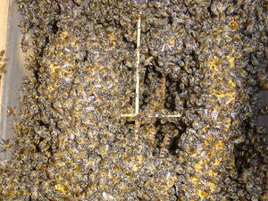  Japan molasses bee. go in . middle. nest box 