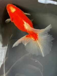 金魚 ★土佐錦 3歳★ オス ☆12cm☆ 