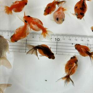 金魚 ★ピンポンパール明け2歳（令和4年9月産まれ）★ ☆15匹☆ の画像5