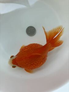 金魚 ★ピンポンパール 4歳★ メス ☆約15cm☆ 