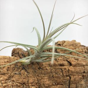 Tillandsia straminea 'Deep Purple' チランジア ストラミネア ディープパープル ティランジア 同梱可能の画像5