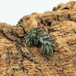 Tillandsia rosarioae チランジア ロサリオアエ 同梱可能 ティランジア 子株付き 大きめの画像3