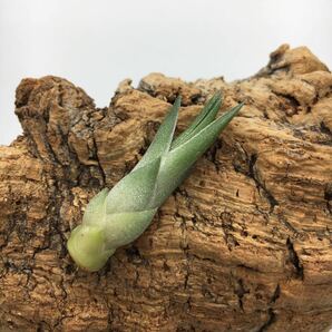 Tillandsia bulbosa ‘Tiny Dancer’ チランジア ブルボーサ タイニーダンサー ティランジア 同梱可能の画像3