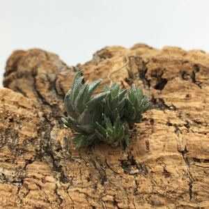 Tillandsia rosarioae チランジア ロサリオアエ 同梱可能 ティランジア 子株付き 大きめ