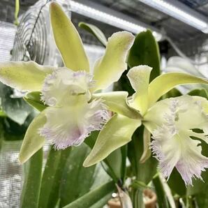 洋蘭 カトレア交配種 【(B.digbyana×Rlc.Young kong)‘ORICHS’】花なし 抜き苗の画像1