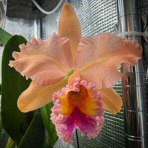 洋蘭 カトレア交配種 (Rlc. George King ‘Serendipity’AM/AOS)】花なし の画像1