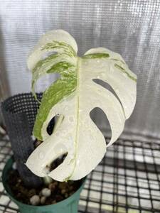 斑入り モンステラ ボルシギアナ ホワイトタイガー 1鉢 Varigated Monstera Borsigana White Tiger②