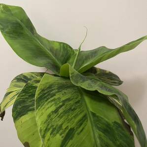 黄斑入り3尺バナナ Musa acuminata 'Dwarf Cavendish Variegata'の画像1