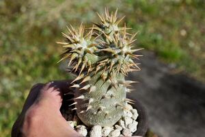 鬼渋!パキポディウム ボロンベンセ実生苗　検)Pachypodium 塊根植物 グラキリス コーデックス 