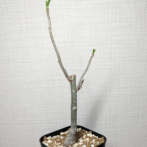 アダンソニア ディギタータ【Adansonia digitata】コーデックス 塊根植物 灌木 多肉植物 サボテン バオバブてんかいの画像3