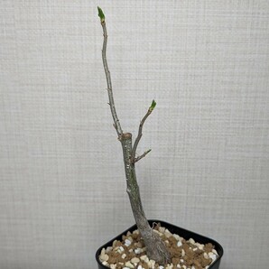 アダンソニア ディギタータ【Adansonia digitata】コーデックス 塊根植物 灌木 多肉植物 サボテン バオバブてんかいの画像2