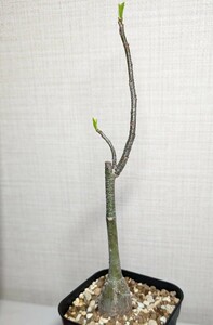 アダンソニア ディギタータ【Adansonia digitata】コーデックス　塊根植物　灌木　多肉植物　サボテン　バオバブ