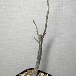 アダンソニア ディギタータ【Adansonia digitata】コーデックス 塊根植物 灌木 多肉植物 サボテン バオバブてんかいの画像4