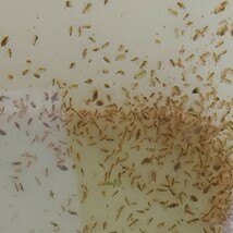 オオミジンコ 100匹繁殖させて メダカ 熱帯魚 金魚 錦鯉 ディスカス ベタ プレコ グッピー テトラ コリドラス の餌に 繁殖方法付 火_画像4