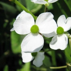 現物出品 ナガバオモダカ 水中葉 5株 無農薬 ビオトープ 水草 メダカ 熱帯魚 ビーシュリンプ ヌマエビ の隠れ家に アクアリウムの画像8