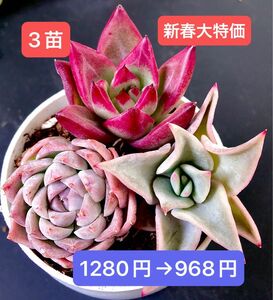 新春大特価★新入荷★3苗セット★韓国苗★キャンディー、マディバ、ロカ ★可愛い紅葉超美苗★多肉植物★エケベリア