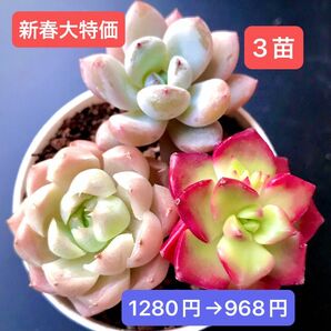 新春大特価★新入荷★3苗セット★韓国苗★雪華、雪月、ディヤ★可愛い紅葉超美苗★多肉植物★エケベリア