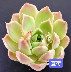 新入荷★韓国苗★夏荷★可愛い紅葉大苗★超美苗★多肉植物★エケベリア