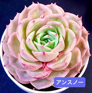 新入荷★韓国苗★アンスノー★可愛い紅葉大苗★超美苗★多肉植物★エケベリア