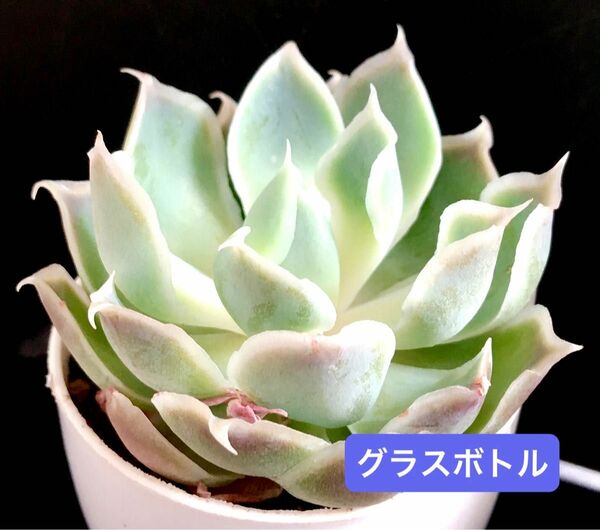 新入荷★韓国苗★グラスボトル★可愛い白色系大苗★超美苗★多肉植物★エケベリア