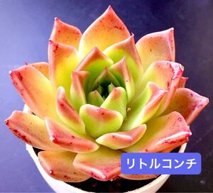 新入荷★韓国苗★リトルコンチ★可愛い紅葉大苗★超美苗★多肉植物★エケベリア