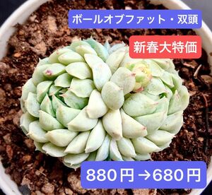 新春大特価★新入荷★韓国苗★ボールオブファット・双頭★可愛い白色系超美苗★多肉植物★エケベリア