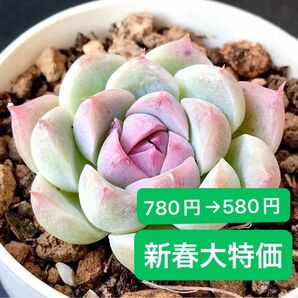 新入荷★韓国苗★白吉★可愛い紅葉超美苗★多肉植物★エケベリア