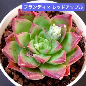 新入荷★韓国苗★ブランディ×レッドアップル★可愛い紅葉大苗★超美苗★多肉植物★エケベリア